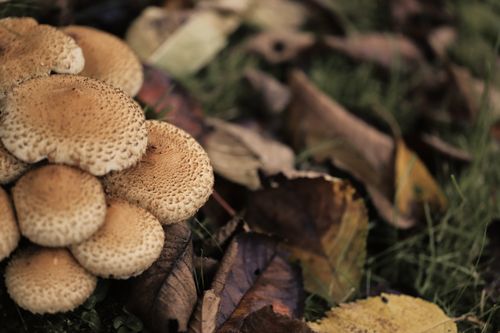 Free Close-up of mushrooms surrounded by fallen autumn leaves highlighting nature's seasonal beauty. Stock Photo