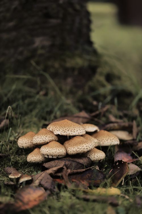 Free A serene cluster of mushrooms growing on the forest floor with autumn leaves. Stock Photo