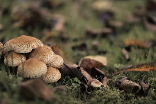 Free A close-up of brown mushrooms on a grassy forest floor surrounded by autumn leaves. Stock Photo