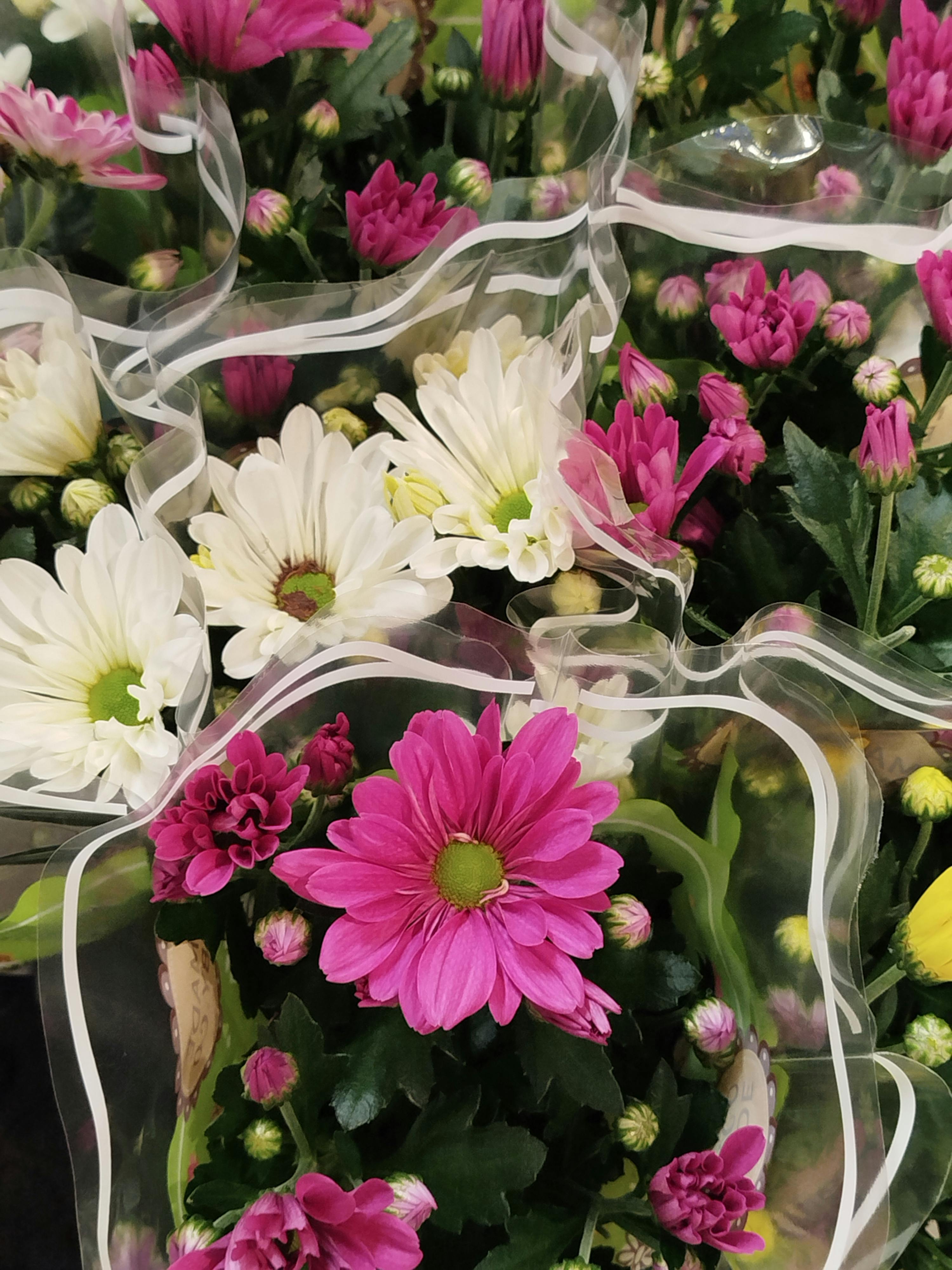 [ColoSach]-fresh-pink-and-white-chrysanthemums-beautifully-arranged-in-flower-bouquets,-ideal-for-special-occasions.