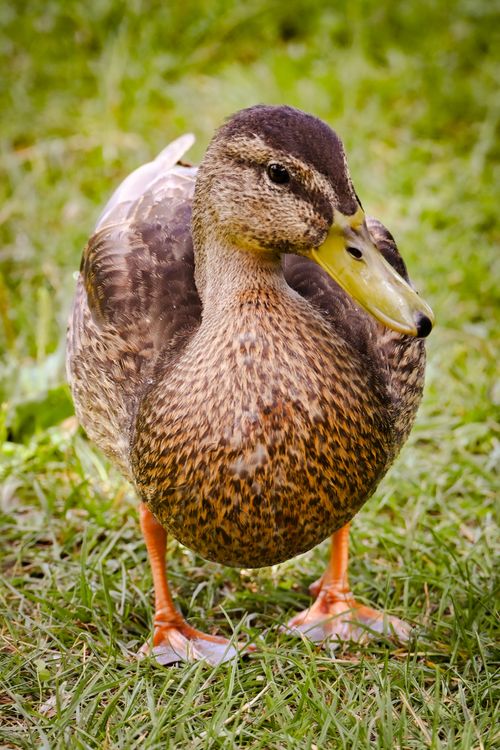 Free A detailed view of a mallard duck standing on green grass, showcasing its intricate feather patterns. Stock Photo