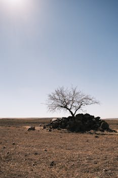 在天空明亮、贫瘠的沙漠中，一棵孤独的树矗立在岩石上
