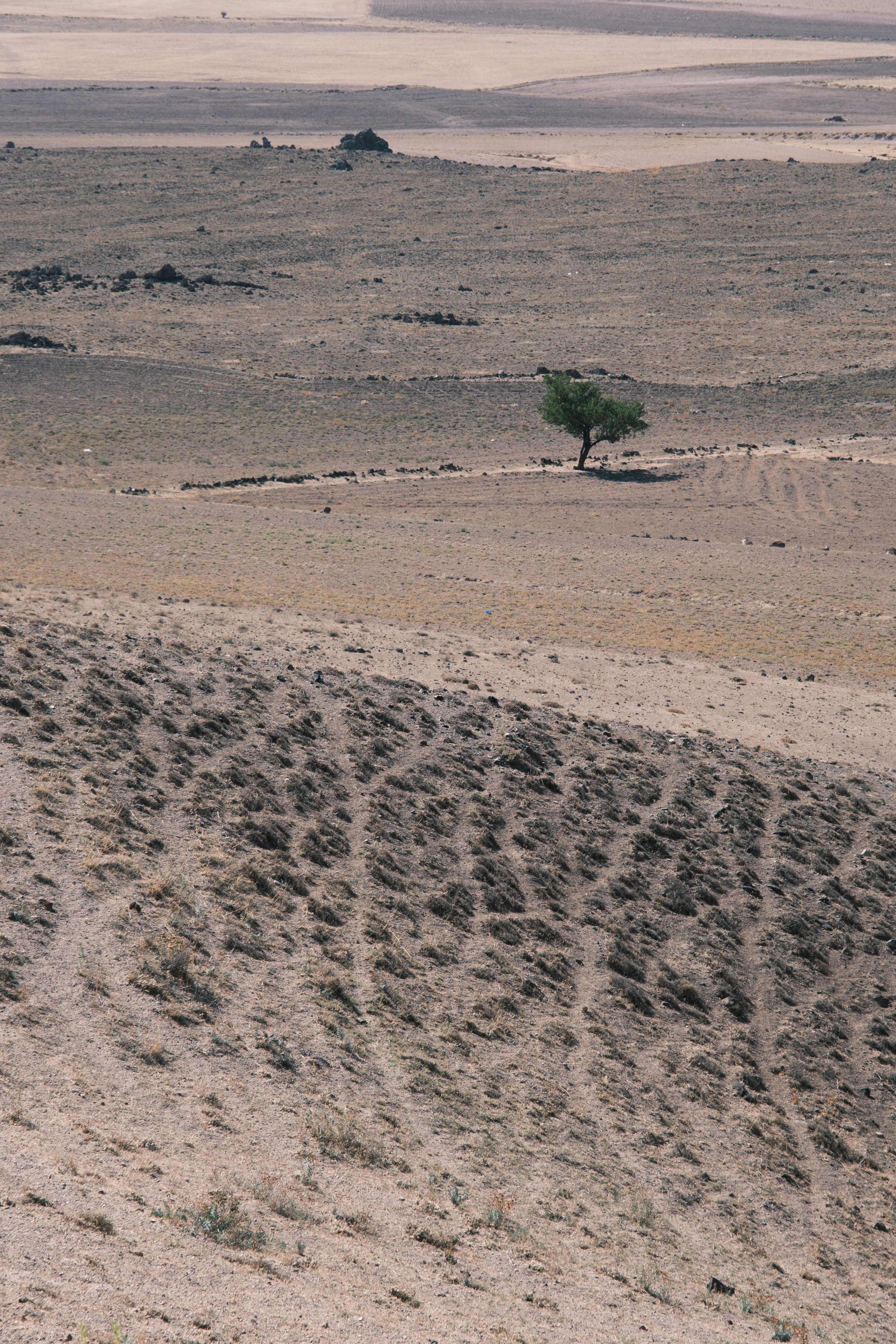 A solitary tree stands in a wide, arid desert landscape under clear daylight.