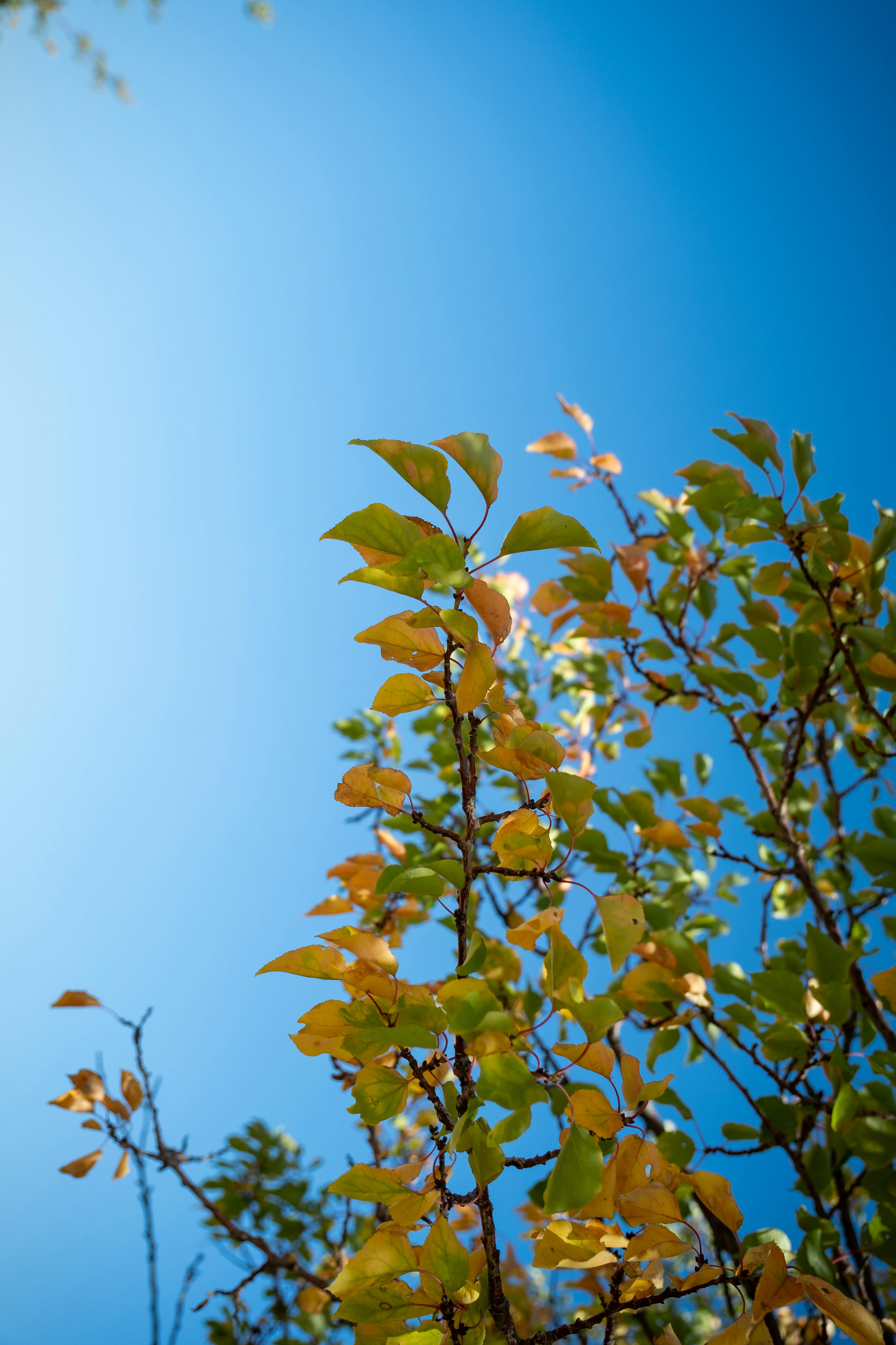 鲜艳的秋叶落在树枝上，映衬着明亮的蓝天，捕捉着秋天的本质