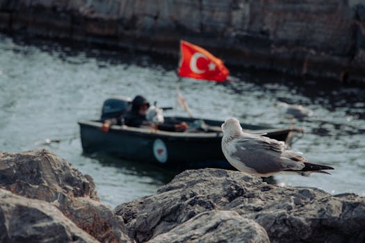 在伊斯坦布尔的博斯普鲁斯海峡，一只海鸥栖息在岩石上，俯瞰着一艘悬挂土耳其国旗的船只