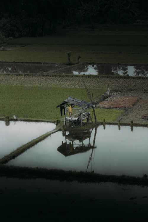 Free A tranquil scene of a rustic hut in a reflective rice paddy field. Stock Photo