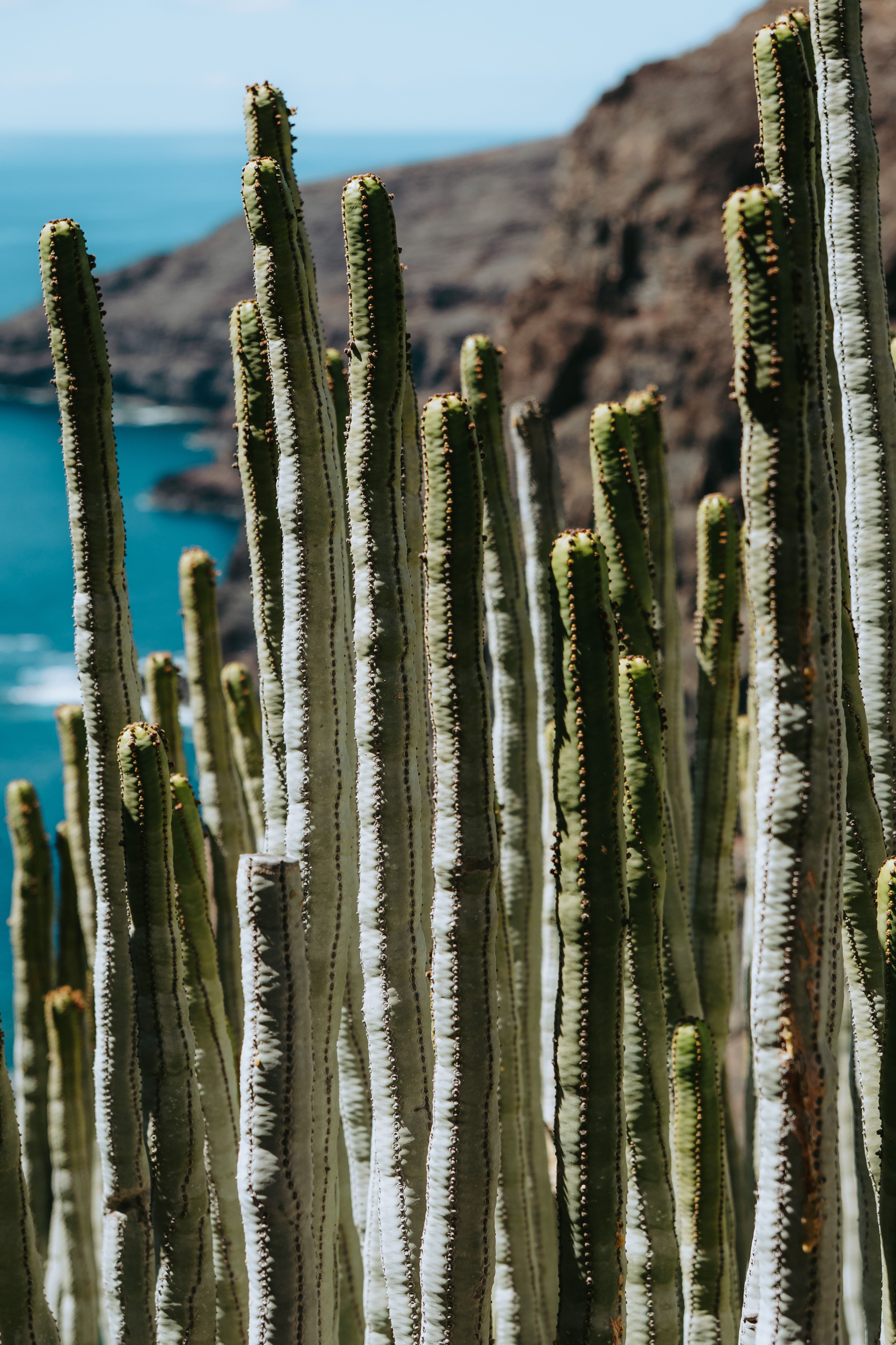 Cactus Close-Up in Alajer, Canary Islands  Free Stock Photo