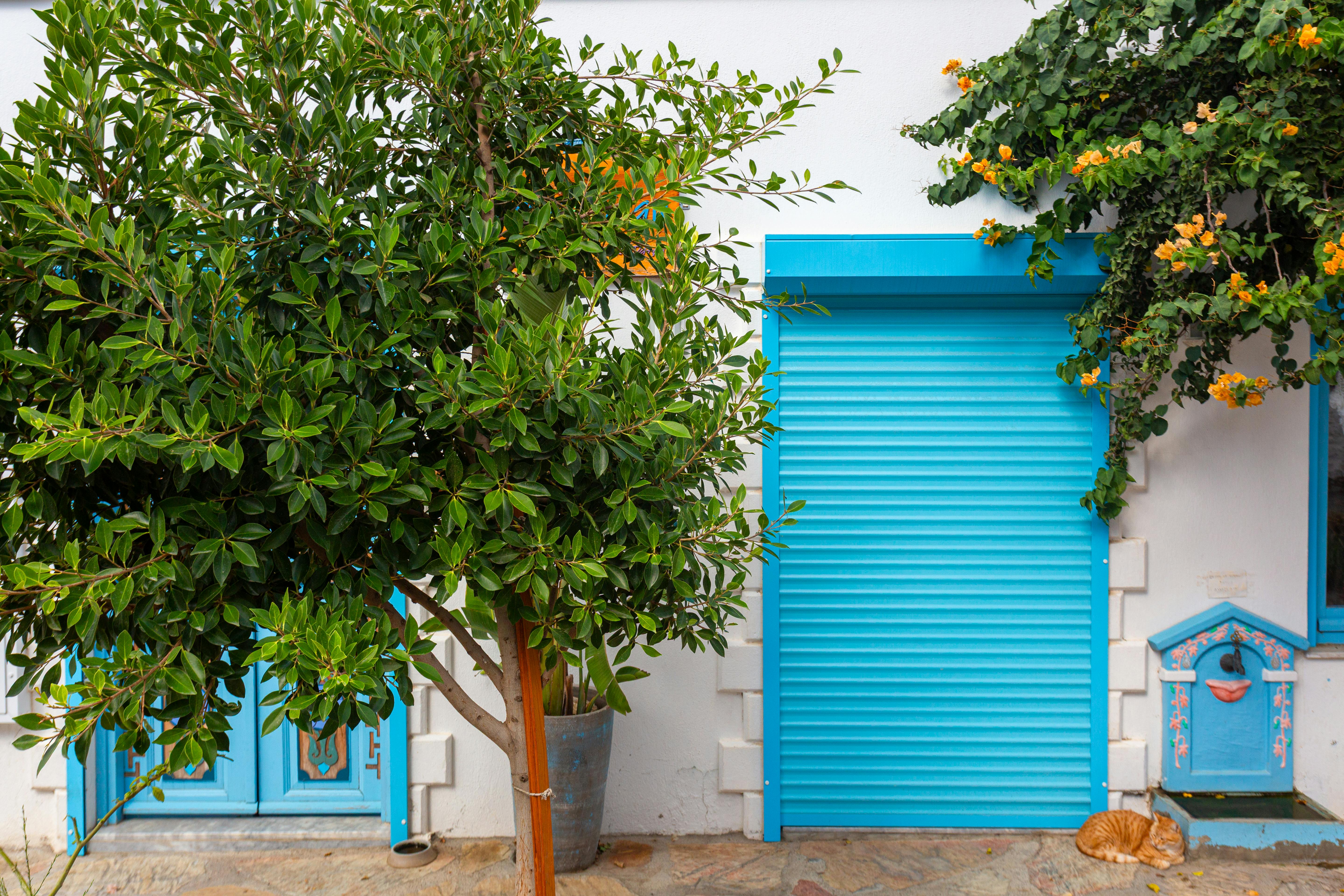 Bright turquoise shutter and lush plants in a Mediterranean courtyard with resting cat.