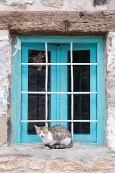 A serene cat rests on a stone window sill with a turquoise wooden frame and rustic stone wall.