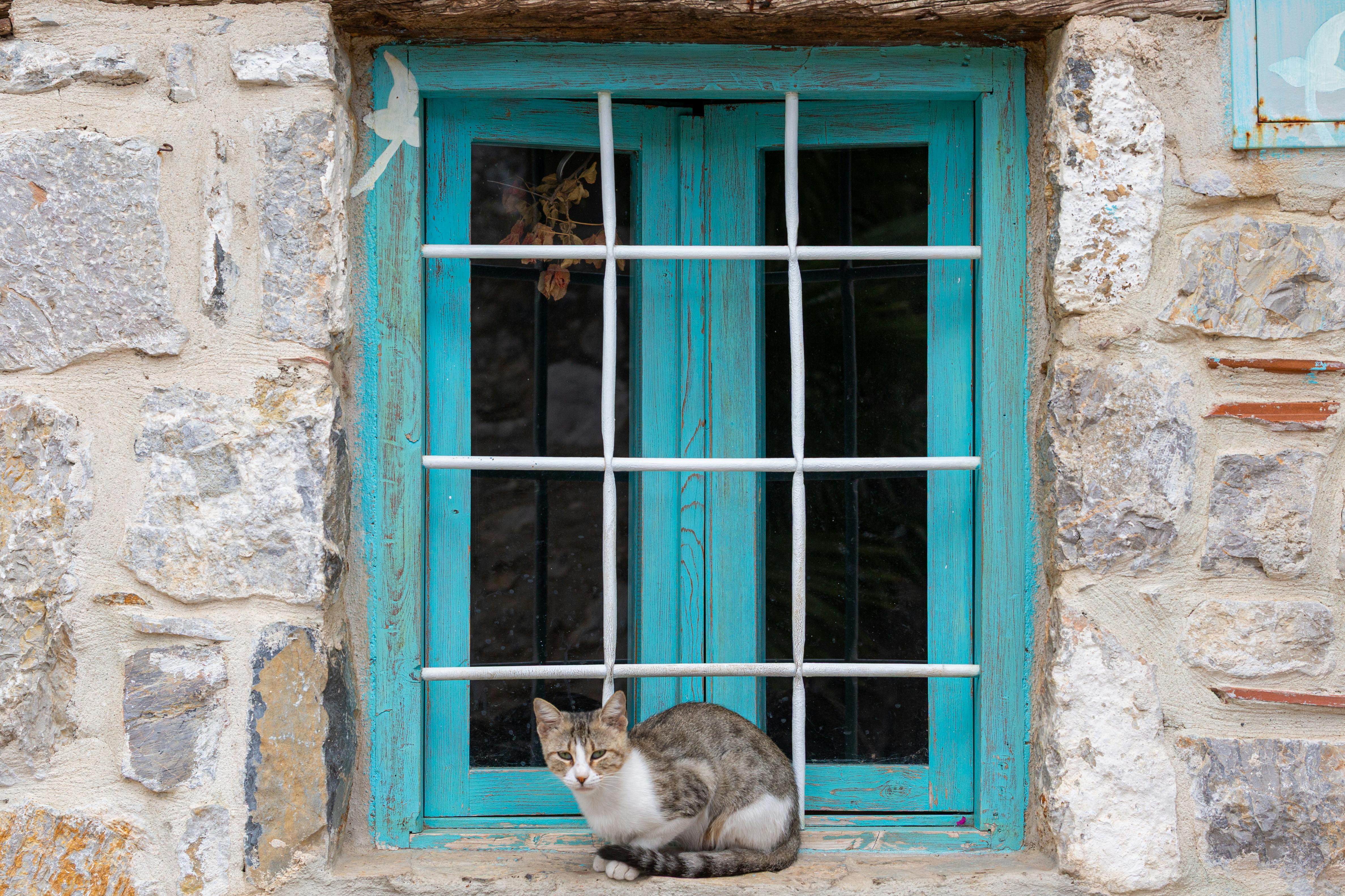 A cat sitting outside a vintage turquoise window framed by rustic stone walls.