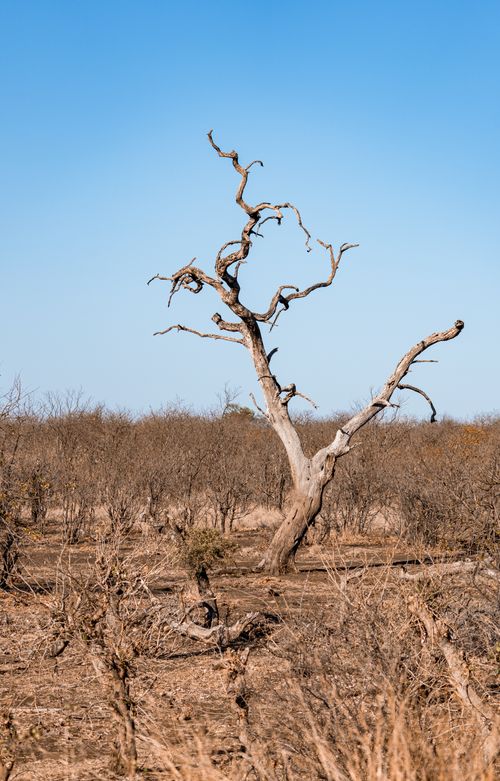 Free A solitary leafless tree stands in a dry, barren landscape under a clear blue sky. Stock Photo