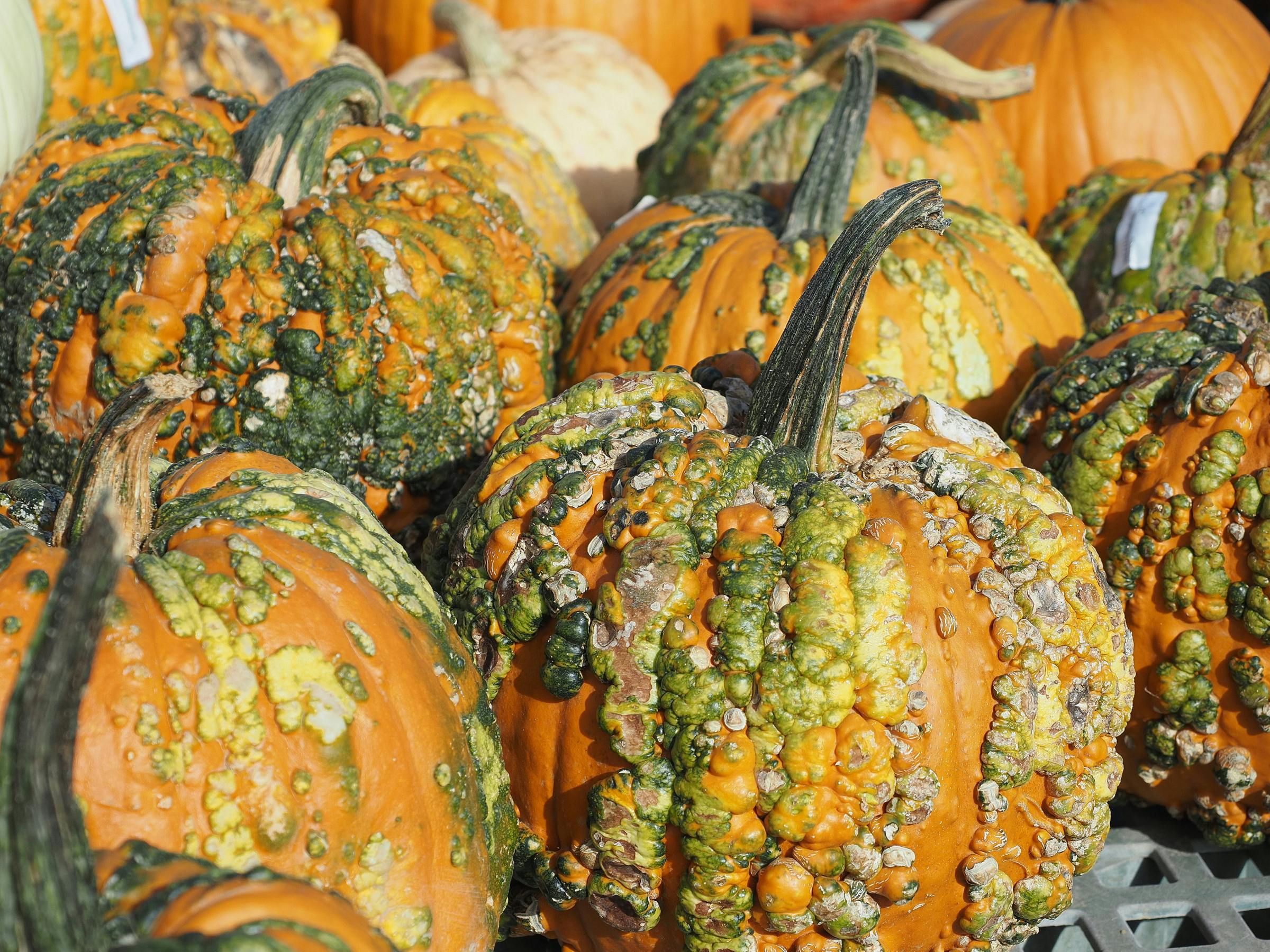 Close-up of vibrant, bumpy pumpkins showcasing autumn harvest in Buckingham, PA.