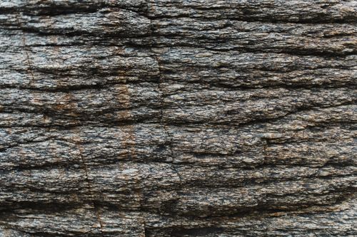 Free Close-up of rugged tree bark showcasing natural textures and intricate patterns. Stock Photo
