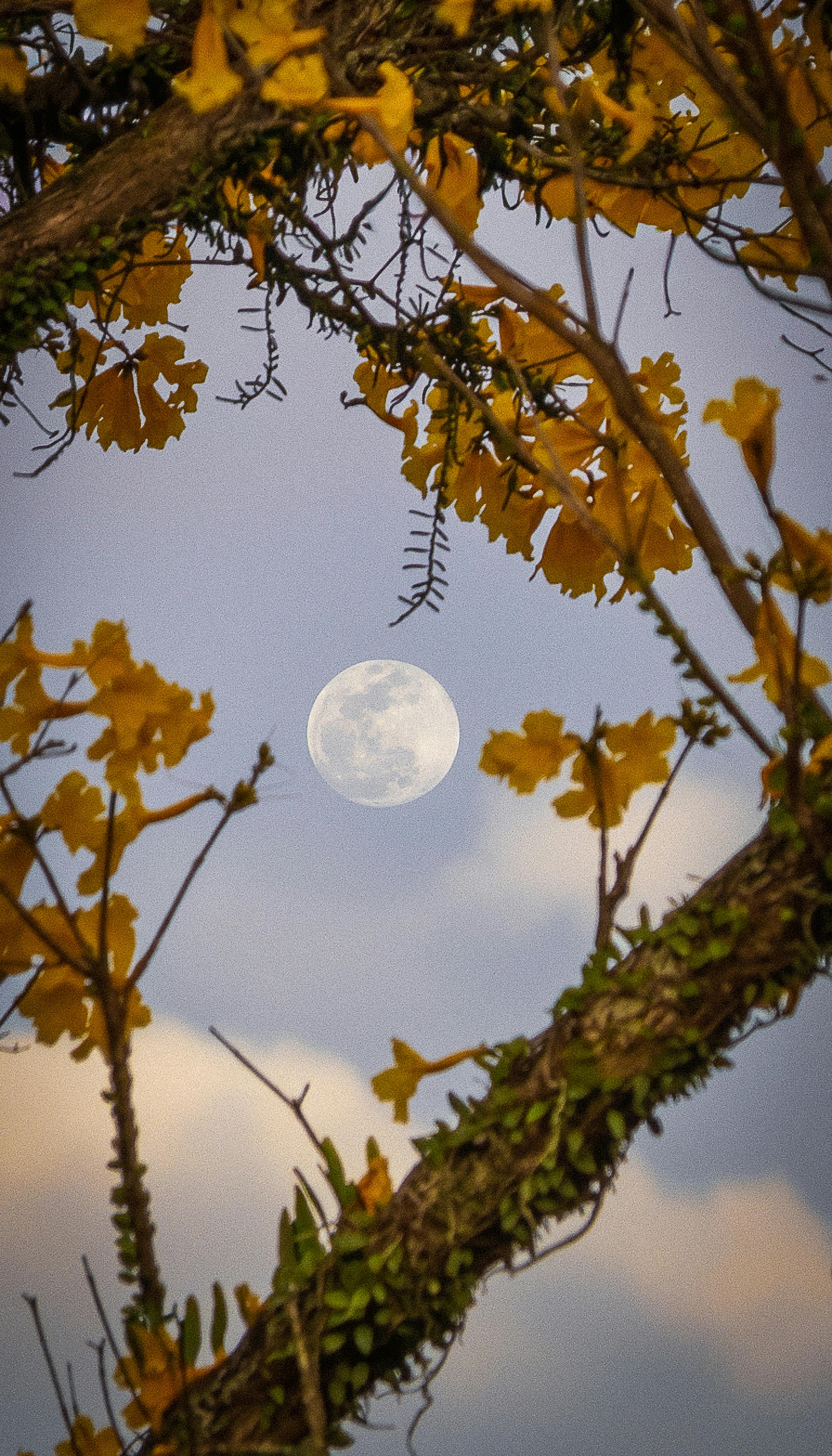 月亮花是一种植物的名称