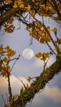 月亮花是一种植物的名称