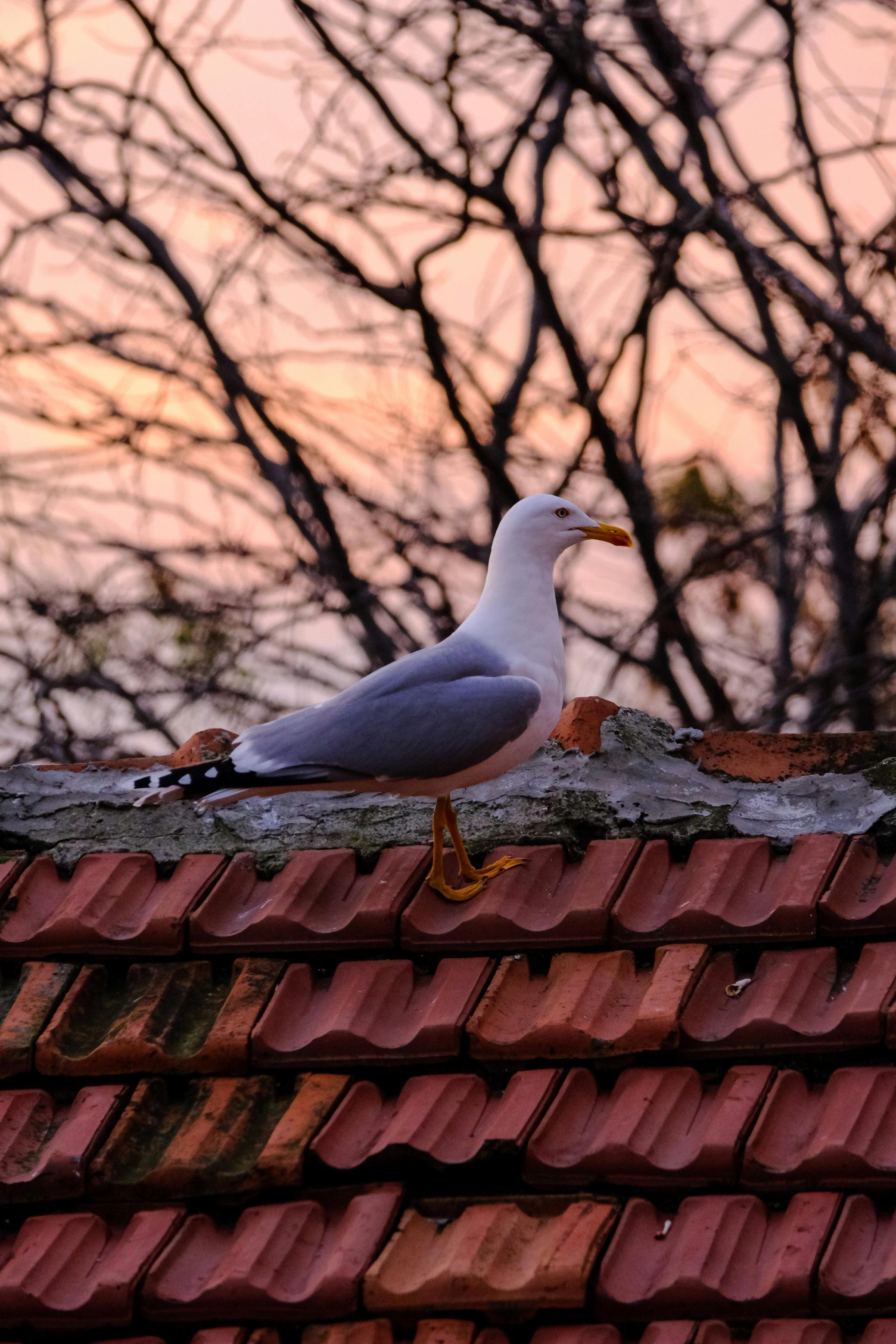 好的，以下是优化后的句子：
你是一名专业的文本编辑，擅长纠正由其他语言直译成中文时产生的不自然语序