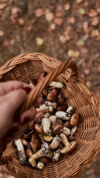 A hand holding a basket of wild mushrooms collected during the fall season in a Polish forest.