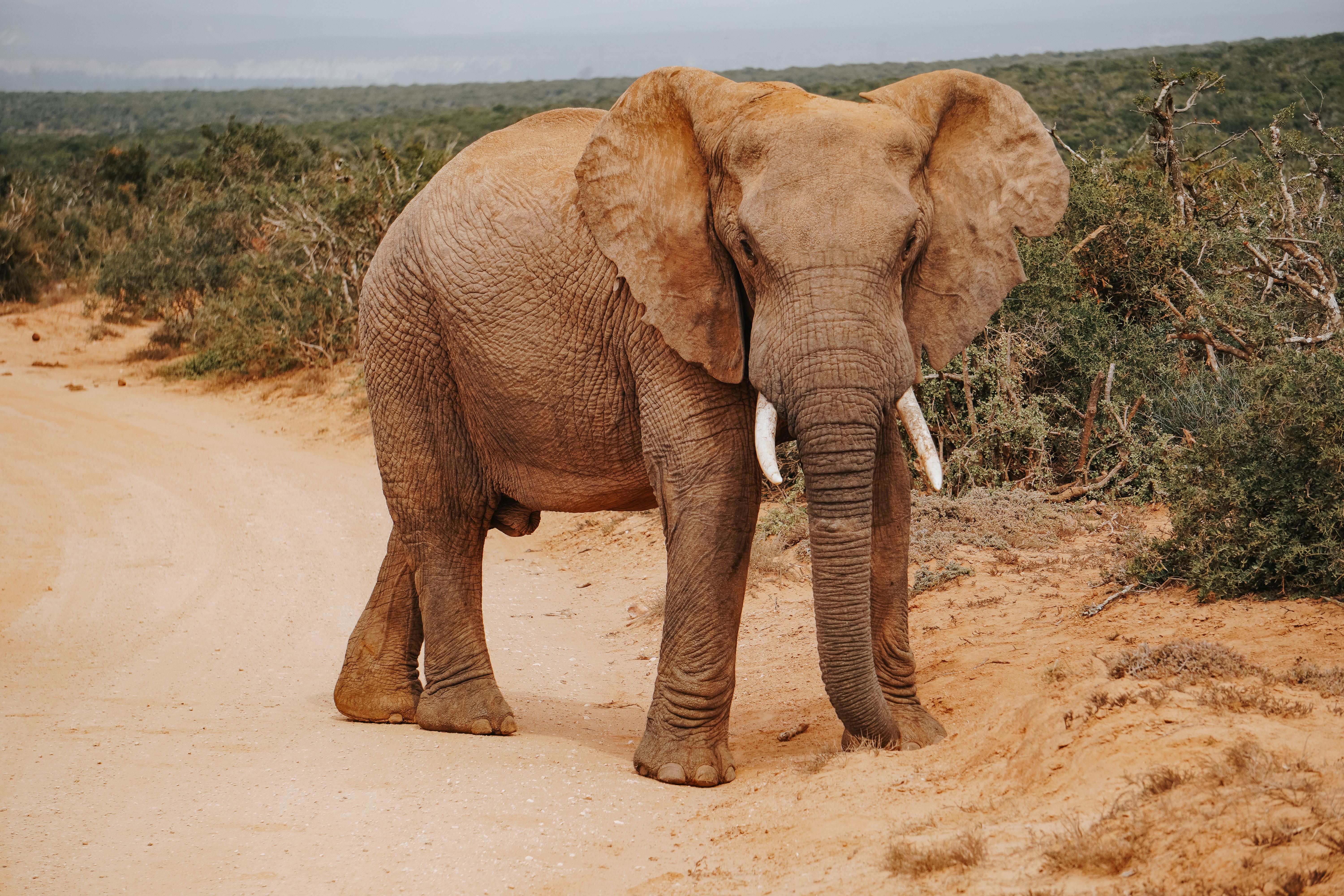 Ultimate Sunset Aquila Private Game Reserve Big 5 Safari with Snacks Review 2026 - Majestic African elephant standing on a dirt road surrounded by natural vegetation in a savannah setting.