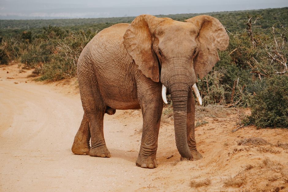 Ultimate Sunset Aquila Private Game Reserve Big 5 Safari with Snacks Review 2026 - Majestic African elephant standing on a dirt road surrounded by natural vegetation in a savannah setting.