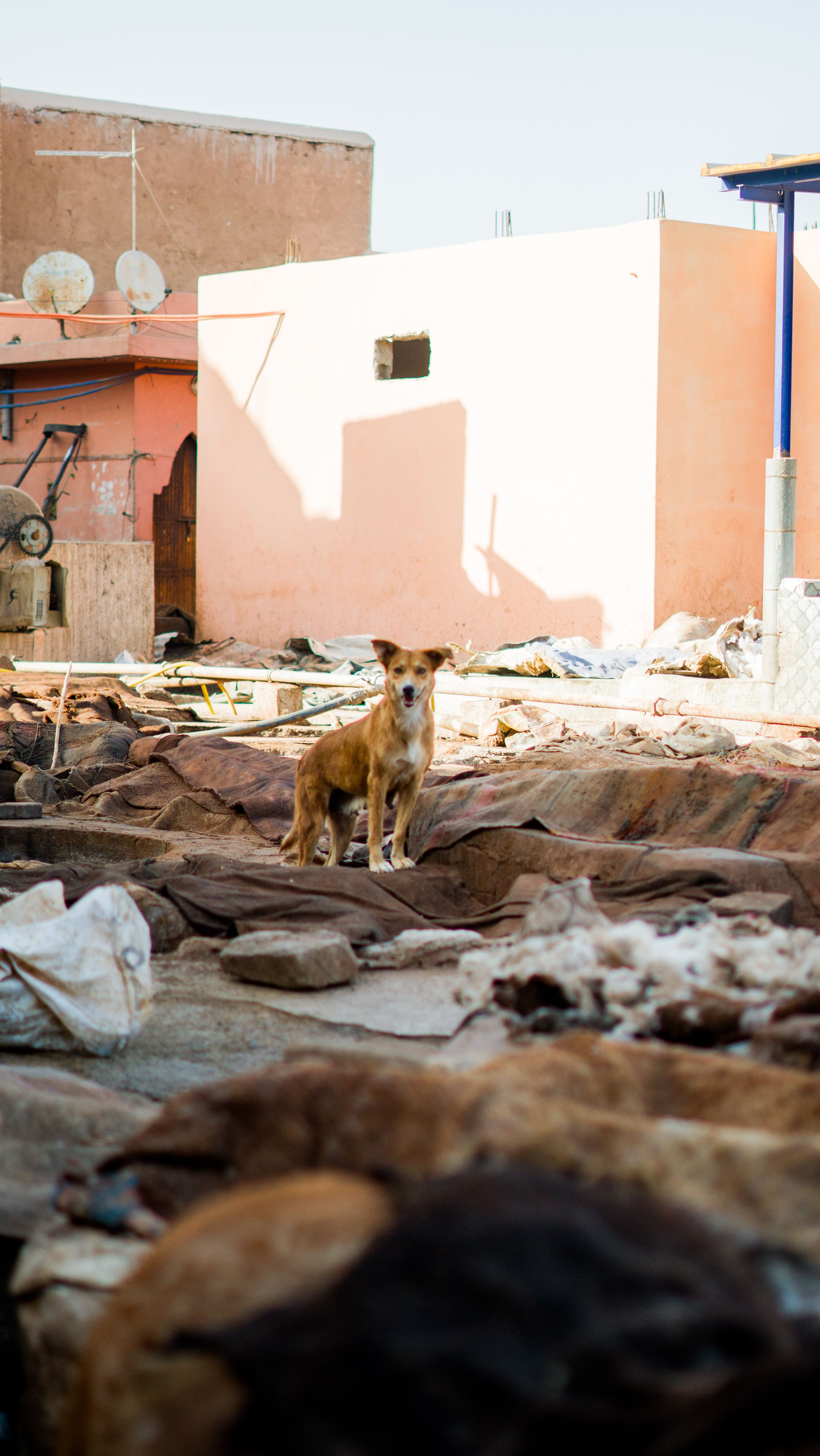 Stray Dog in Urban Rooftop Environment · Free Stock Photo