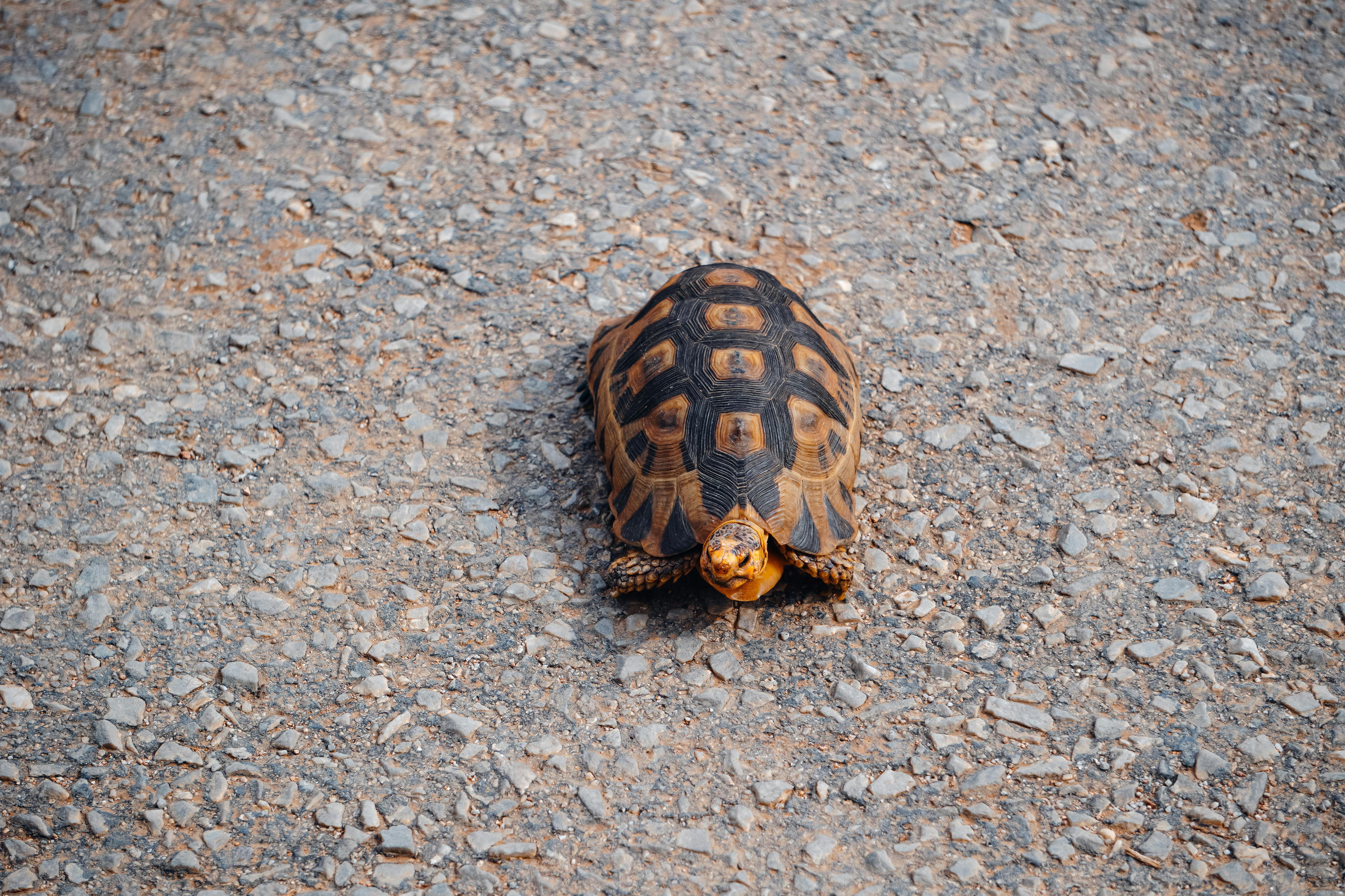 Ilmainen Kilpikonna kävelee yksin karkean soratien yli esitellen kuviollista kilpeään. Kuvapankkikuva
