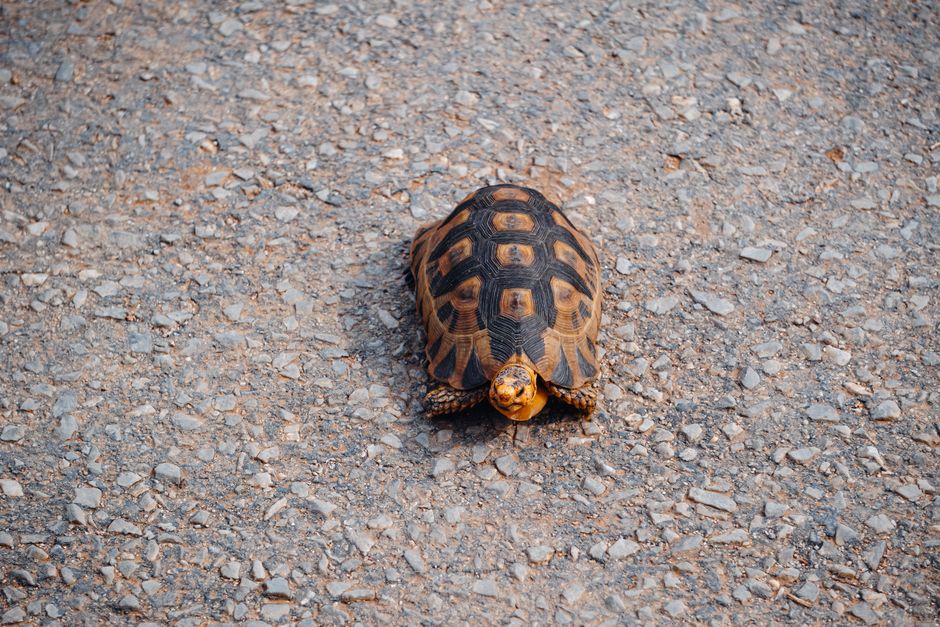 A tortoise walks alone across a coarse gravel road, showcasing its patterned shell.