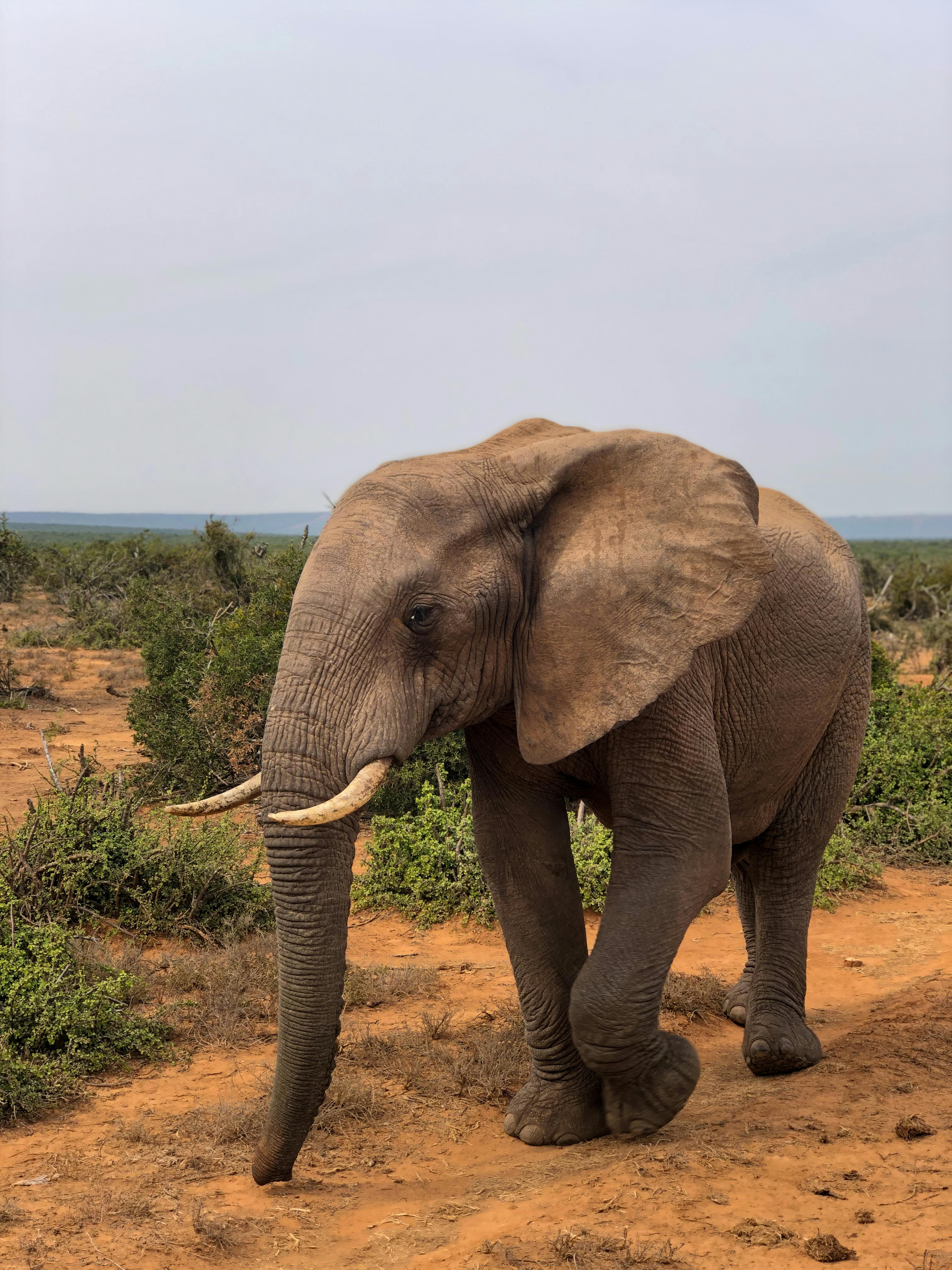 A majestic African elephant strolling through its natural habitat on a sunny day.