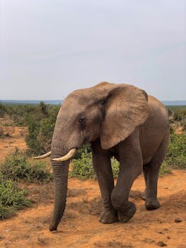 A majestic African elephant strolling through its natural habitat on a sunny day.