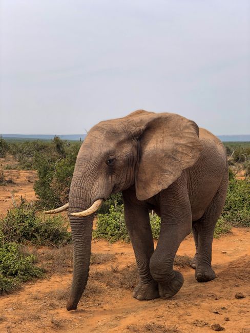 A majestic African elephant strolling through its natural habitat on a sunny day.