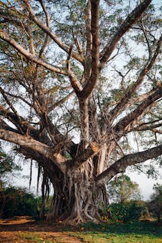 A sprawling banyan tree with thick trunks and aerial roots in a sunlit outdoor landscape.