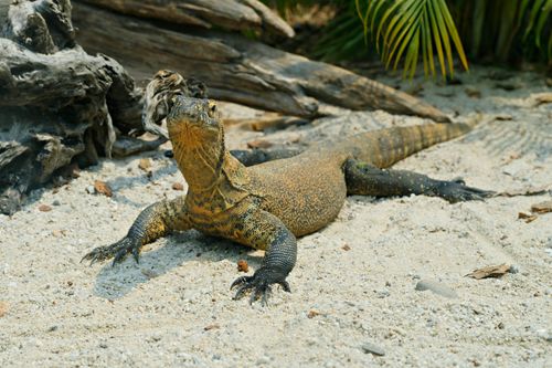 Free A Komodo dragon resting on sandy ground amid tropical surroundings. Stock Photo