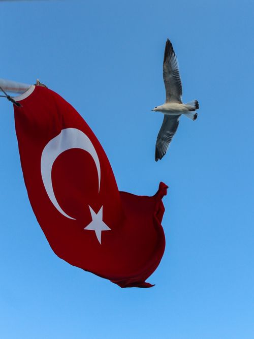 Free Turkish flag waves in sky with a soaring seagull on a clear day, symbolizing freedom. Stock Photo