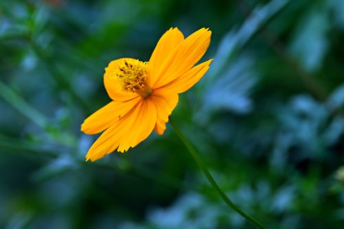 Free Close-up of a bright yellow cosmos flower against a lush green background. Stock Photo