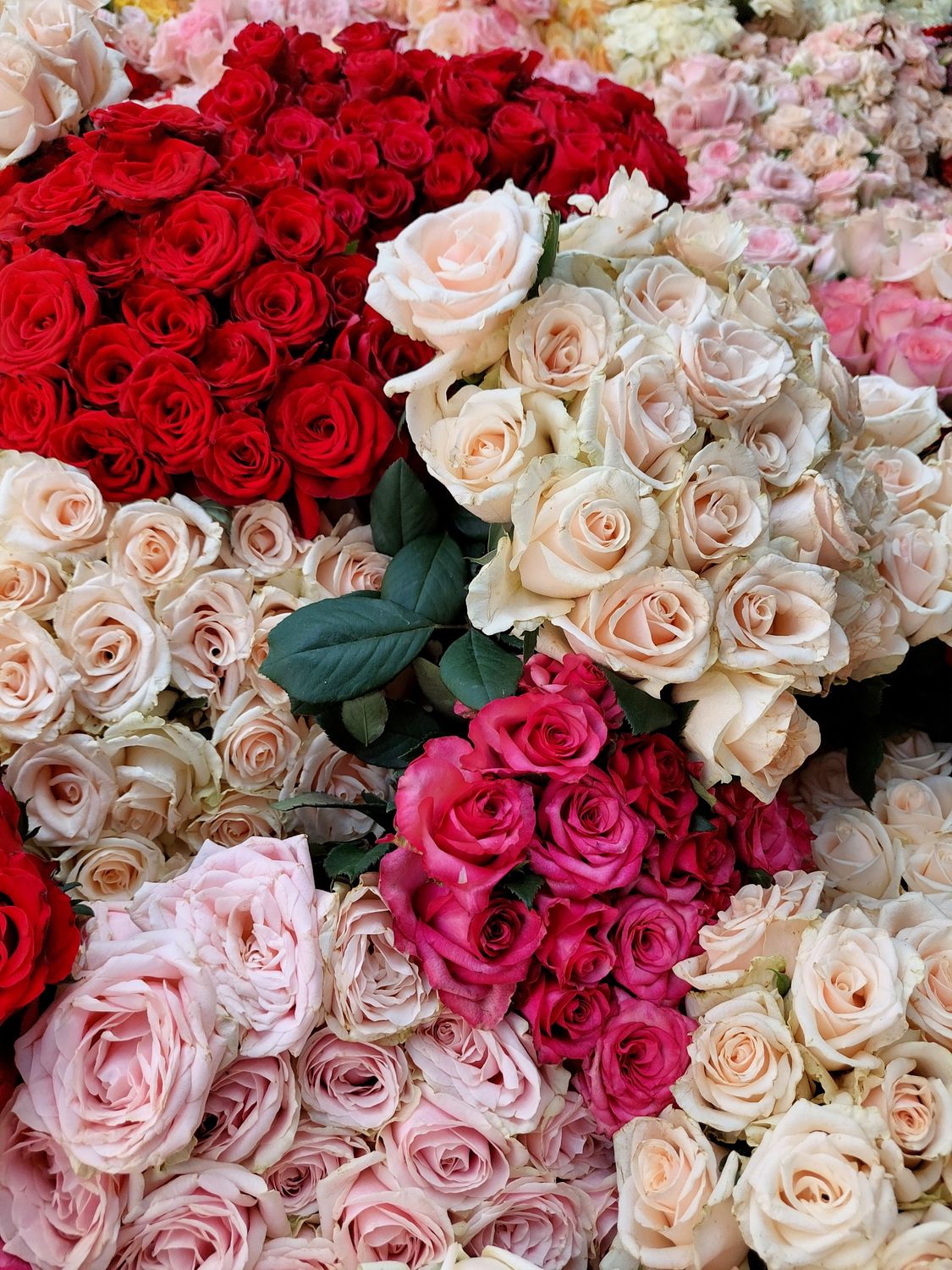Multiple Roses Boquet Vibrant Bouquet of Multi-Colored Roses · Free Stock Photo