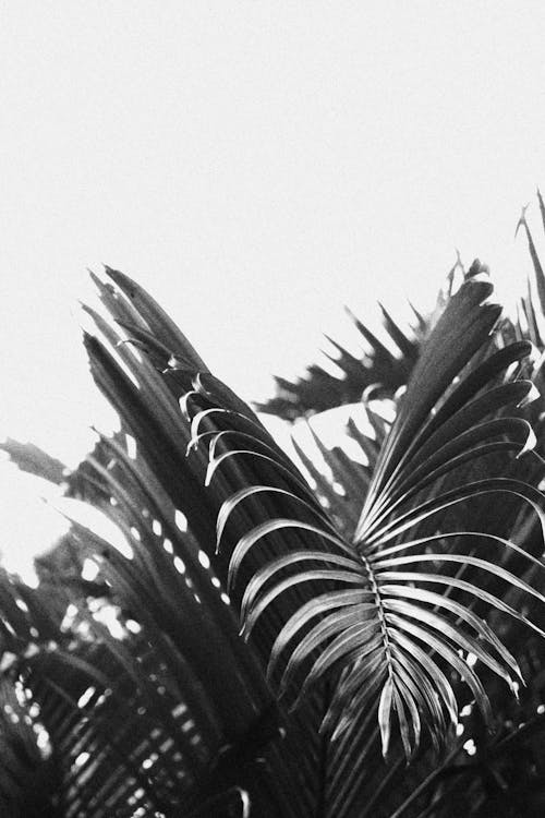 Free stock photo of black and white, palm tree, sky Stock Photo