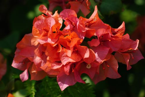 Free Close-up of bright orange bougainvillea flowers against green foliage, capturing their vivid colors. Stock Photo