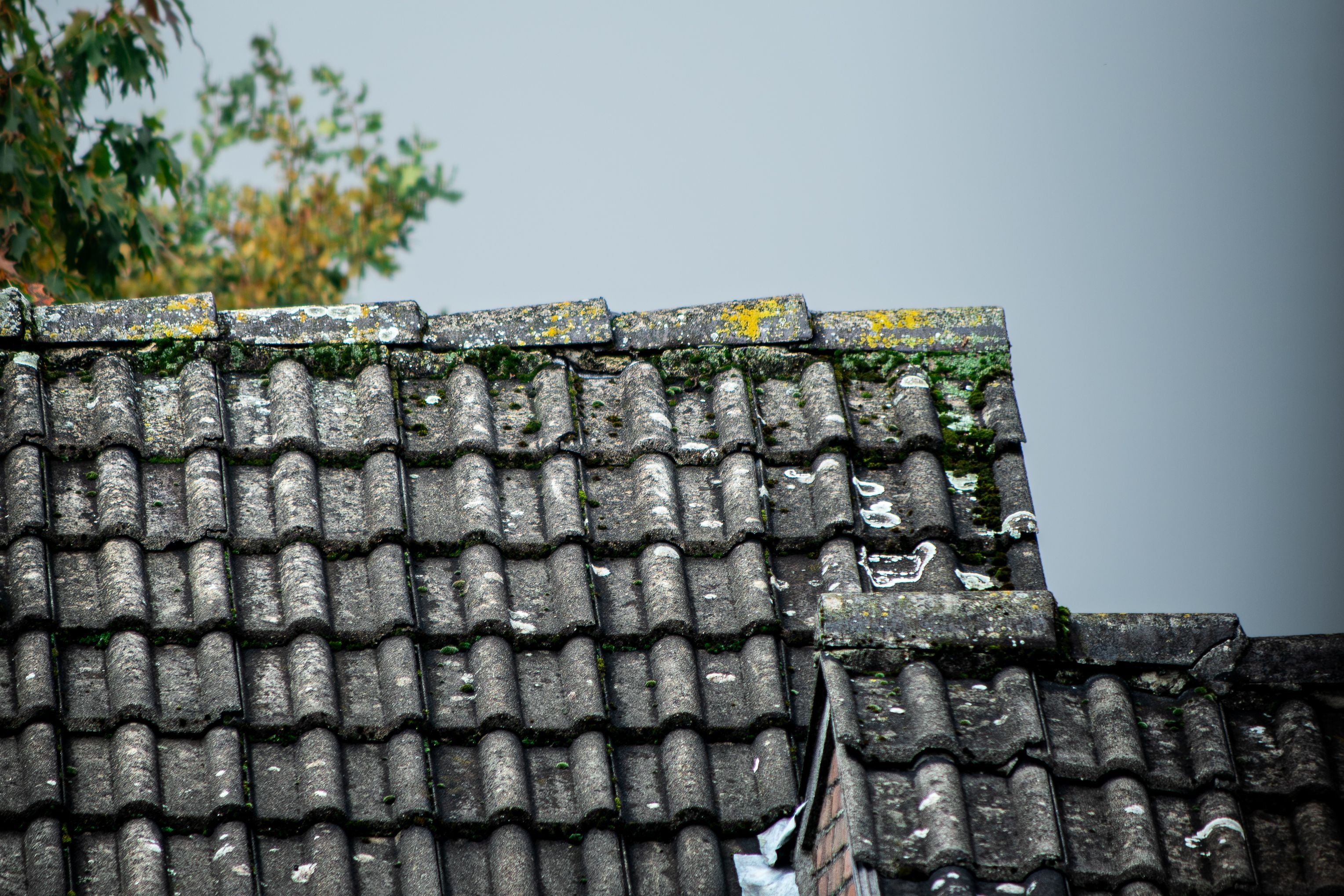 Moss & Algae Removal — example 3 in County Donegal