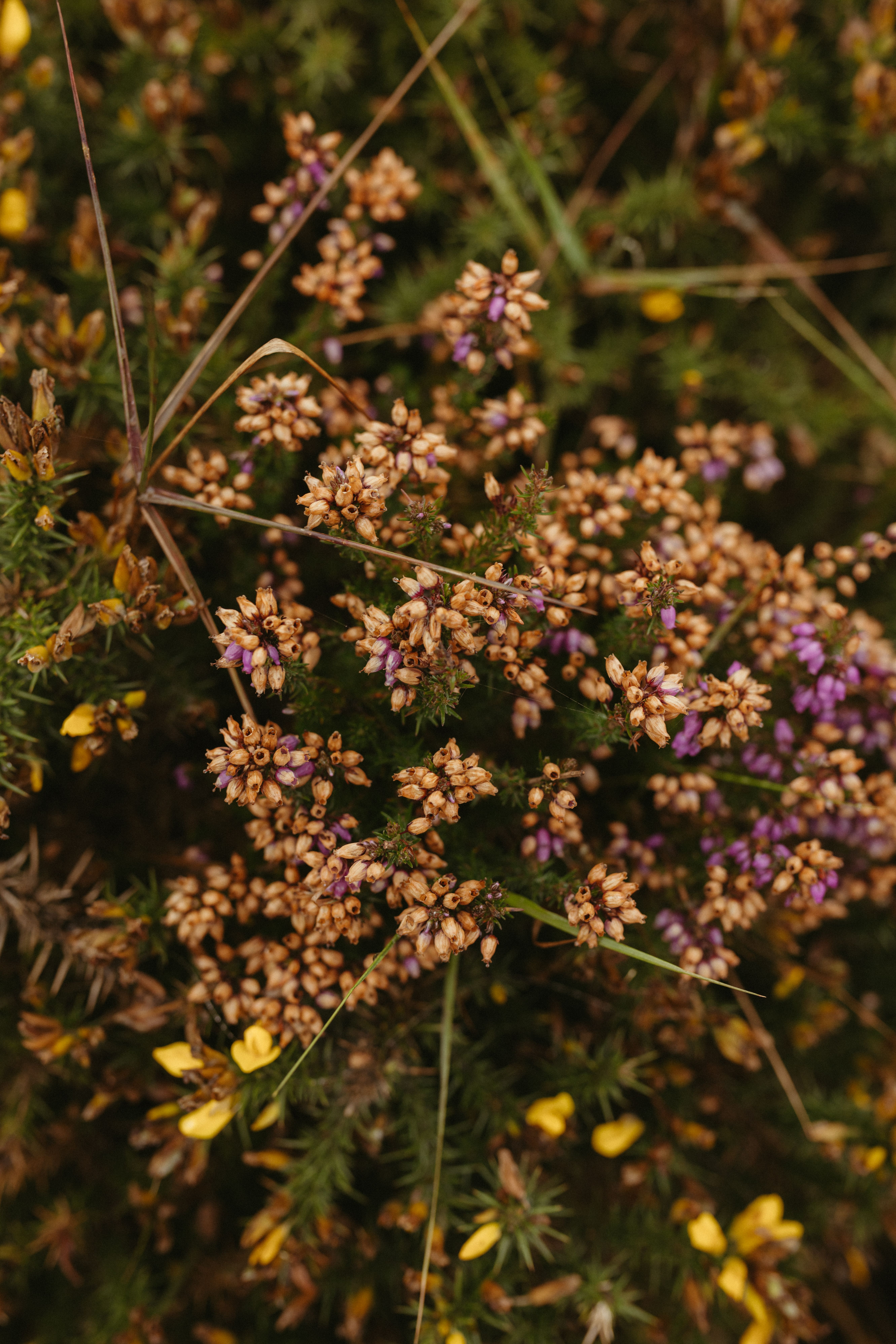 Close-up of a blooming heather bush showcasing vibrant purple and yellow flowers.