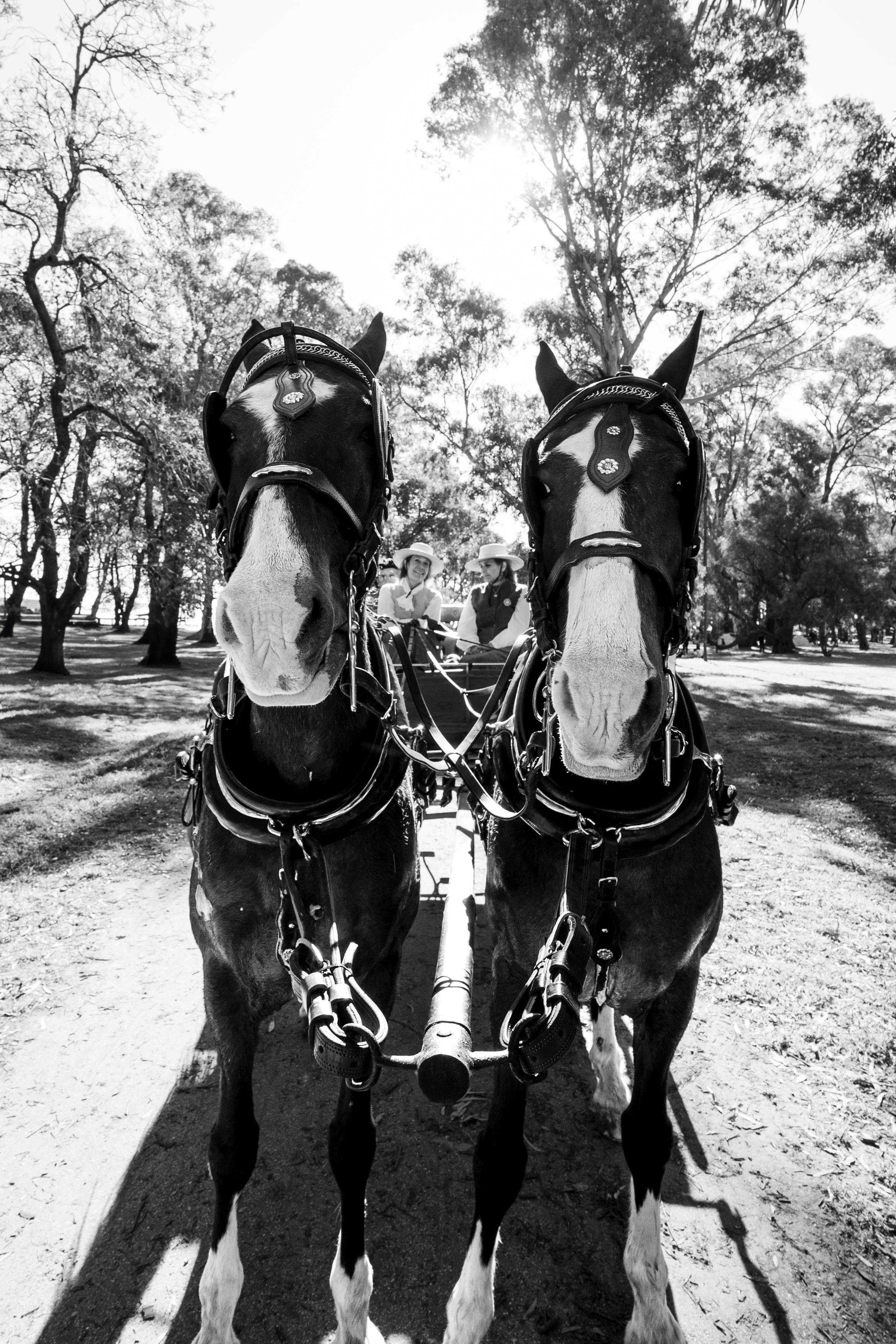 Rare breed horse conservation facility