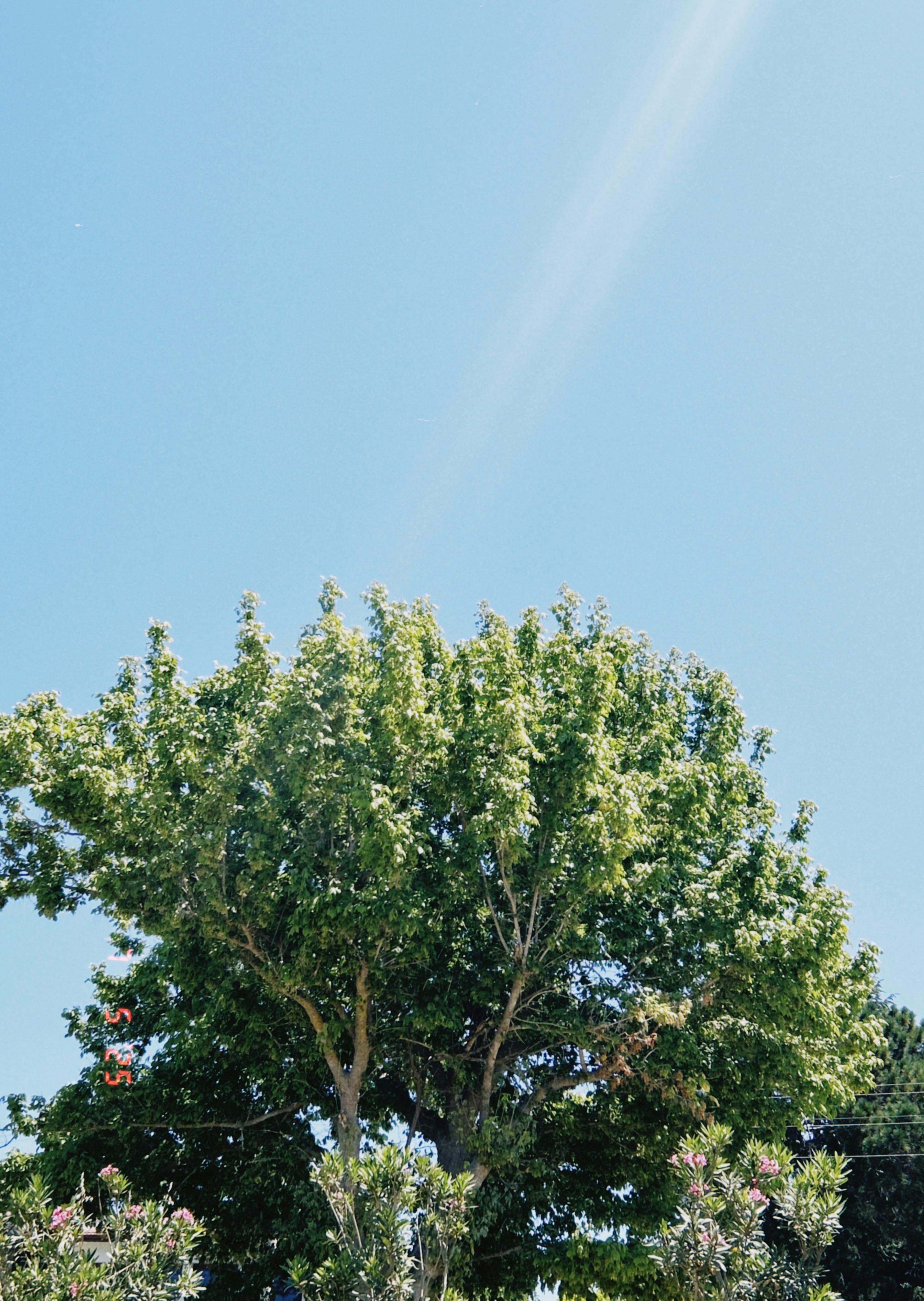 生机勃勃的绿树和蔚蓝的天空背景，共同象征着夏天的宁静