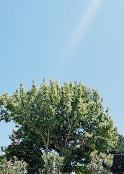 生机勃勃的绿树和蔚蓝的天空背景，共同象征着夏天的宁静
