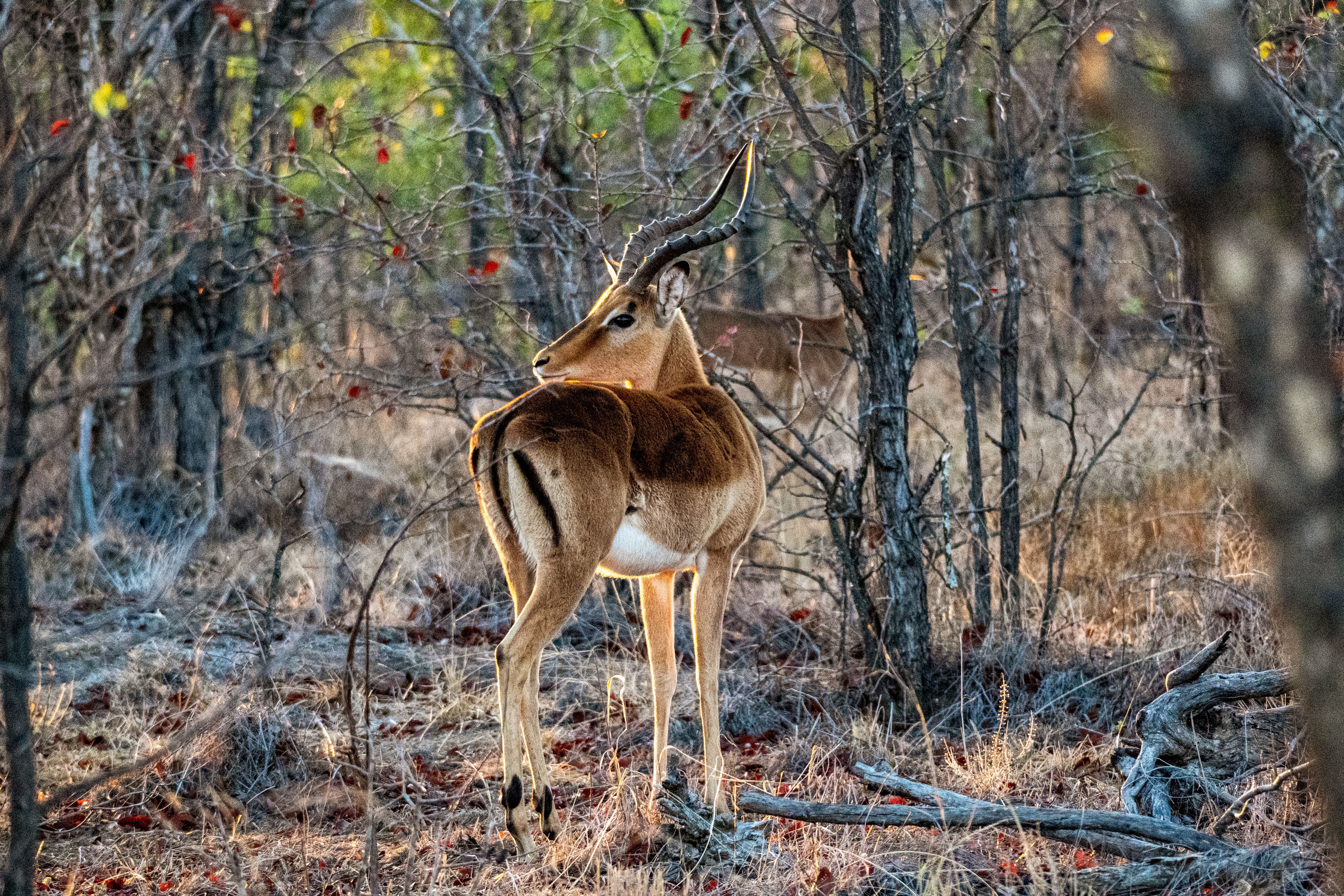 Majestic impala in natural habitat forest, Zimbabwe