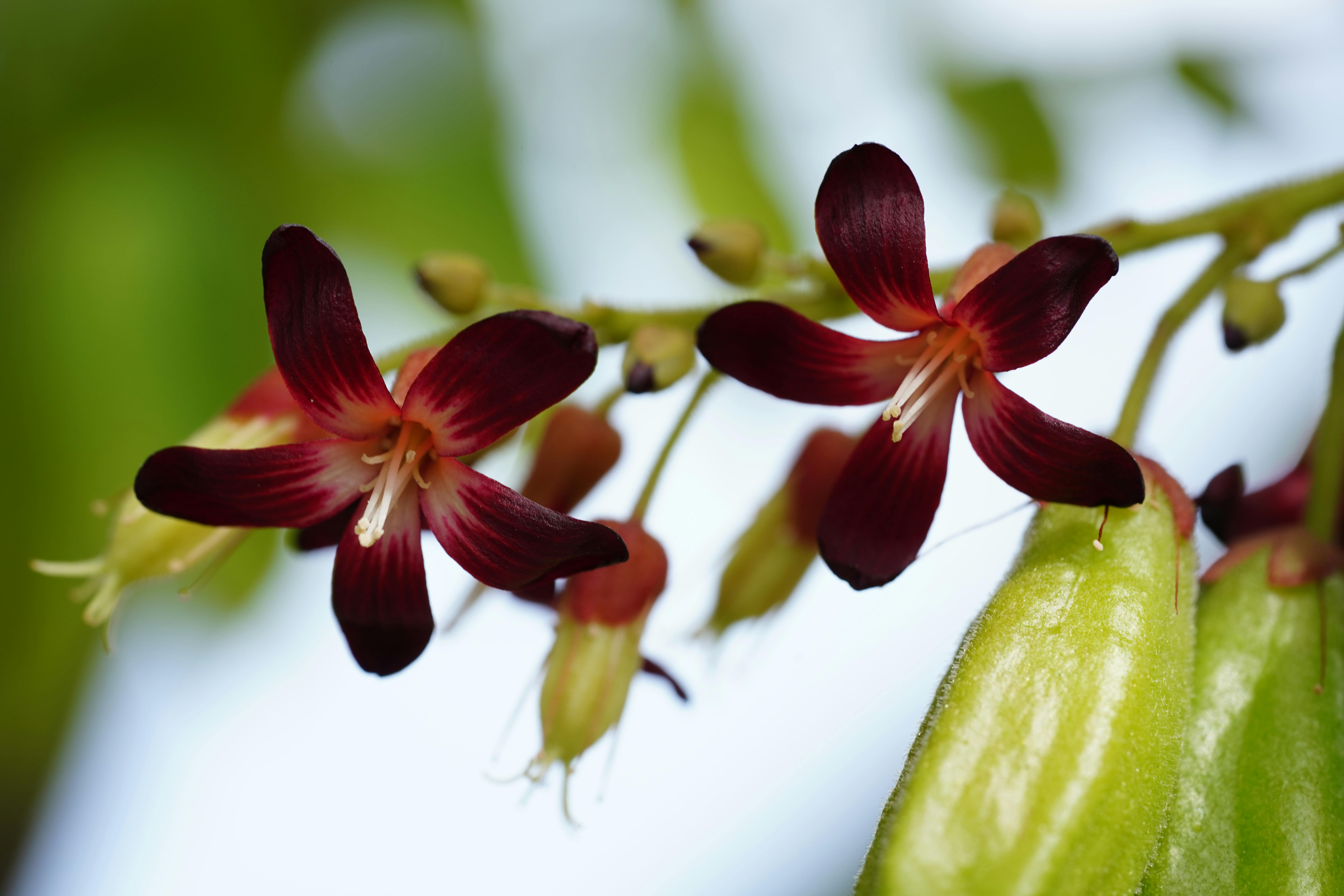 Requerimientos Edafoclimáticos y Manejo Agronómico de Averrhoa carambola