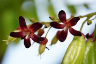 Detailed macro shot of vibrant red Averrhoa carambola flowers with green foliage.