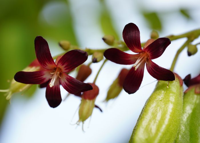 Kamias Bilimbi Fruit - Urban Goes Green Plant Guide