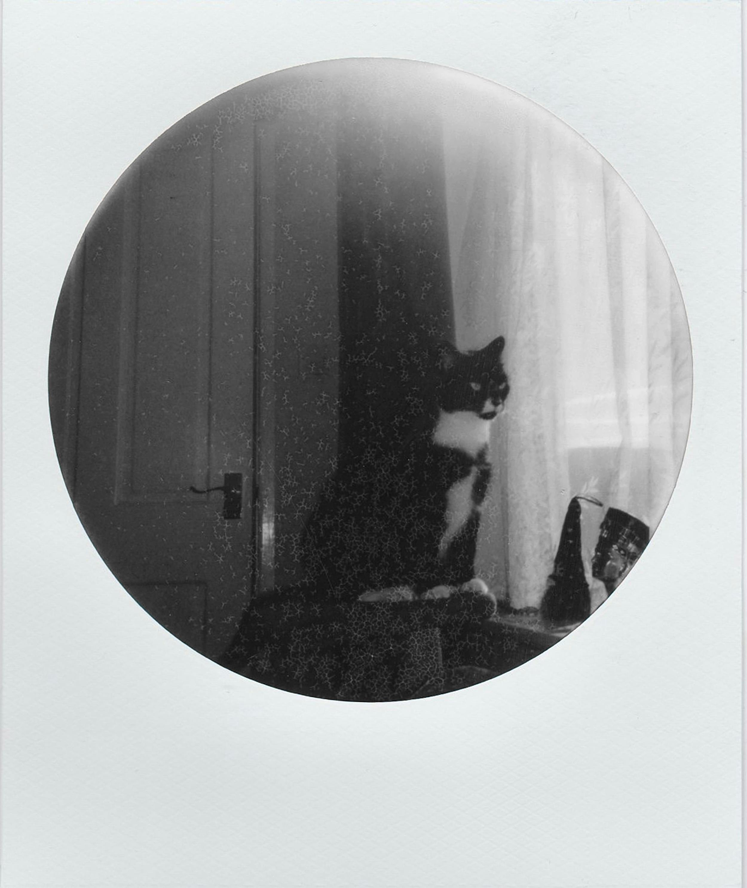 A black and white cat sits by a window with sheer curtains in a vintage-style photo.