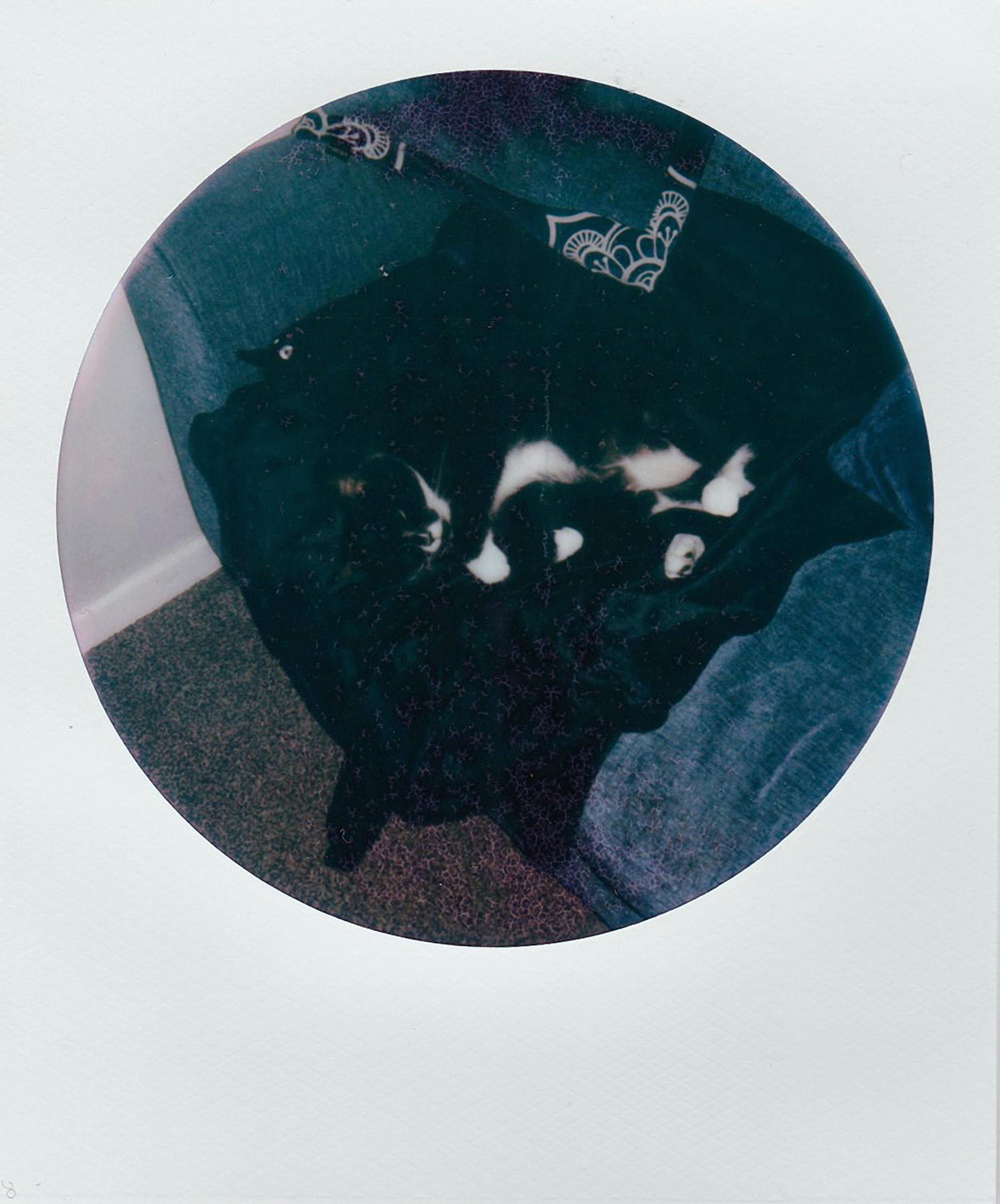 A calico cat peacefully naps on a cozy sofa in dim ambient light.
