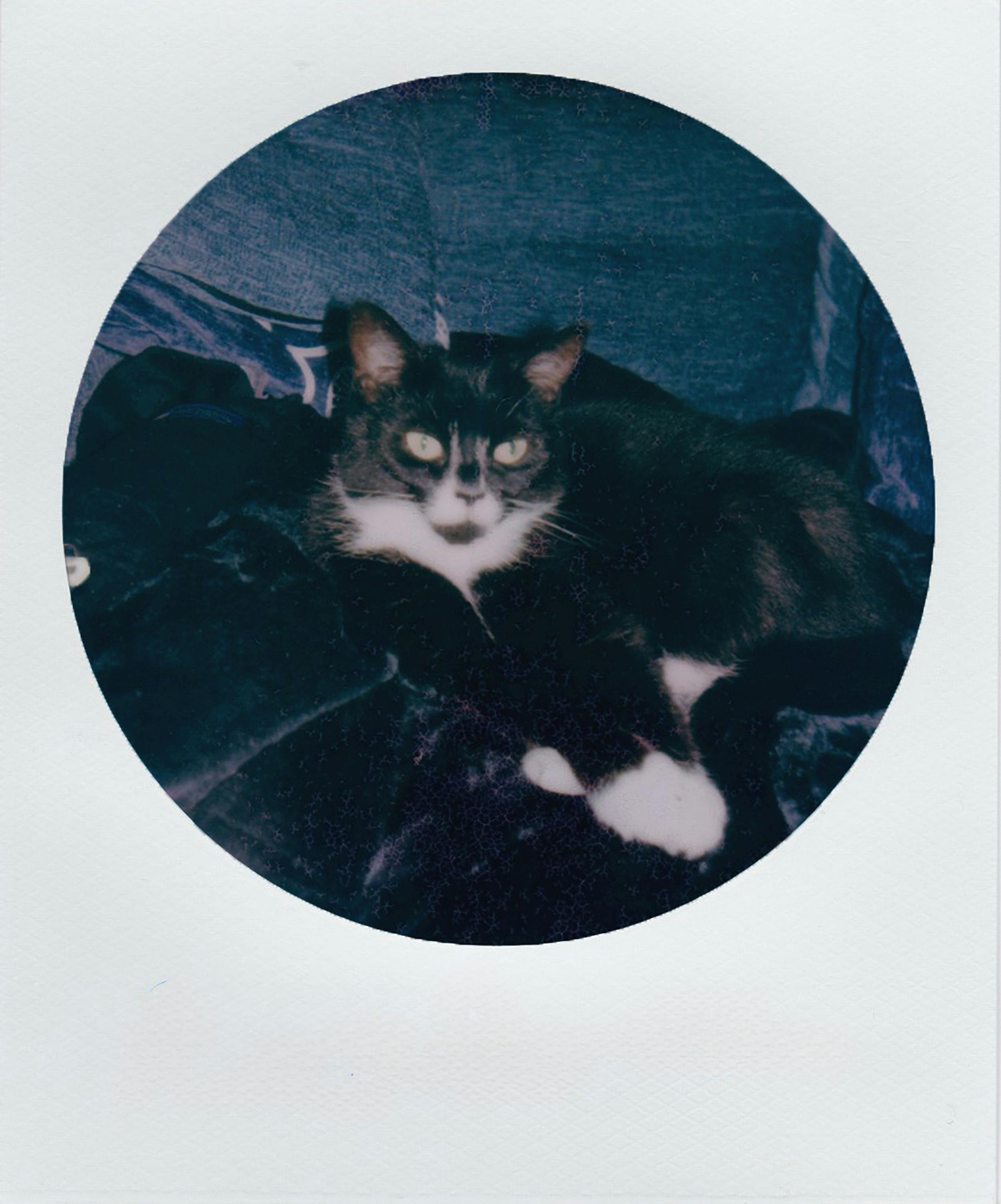 Capture of a tuxedo cat relaxing on a dark blanket, taken with an instant photo style for a classic touch.