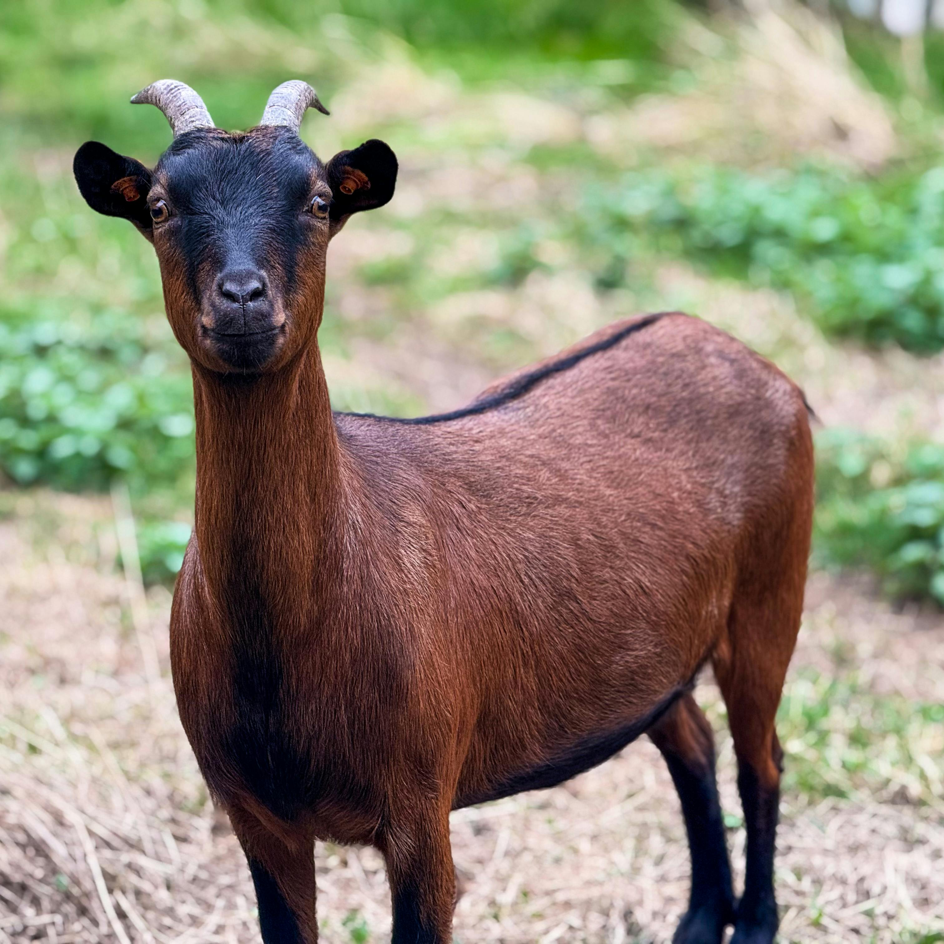 Gratuit Une chèvre brune se tient dans un pâturage herbeux, regardant directement la caméra. Photos