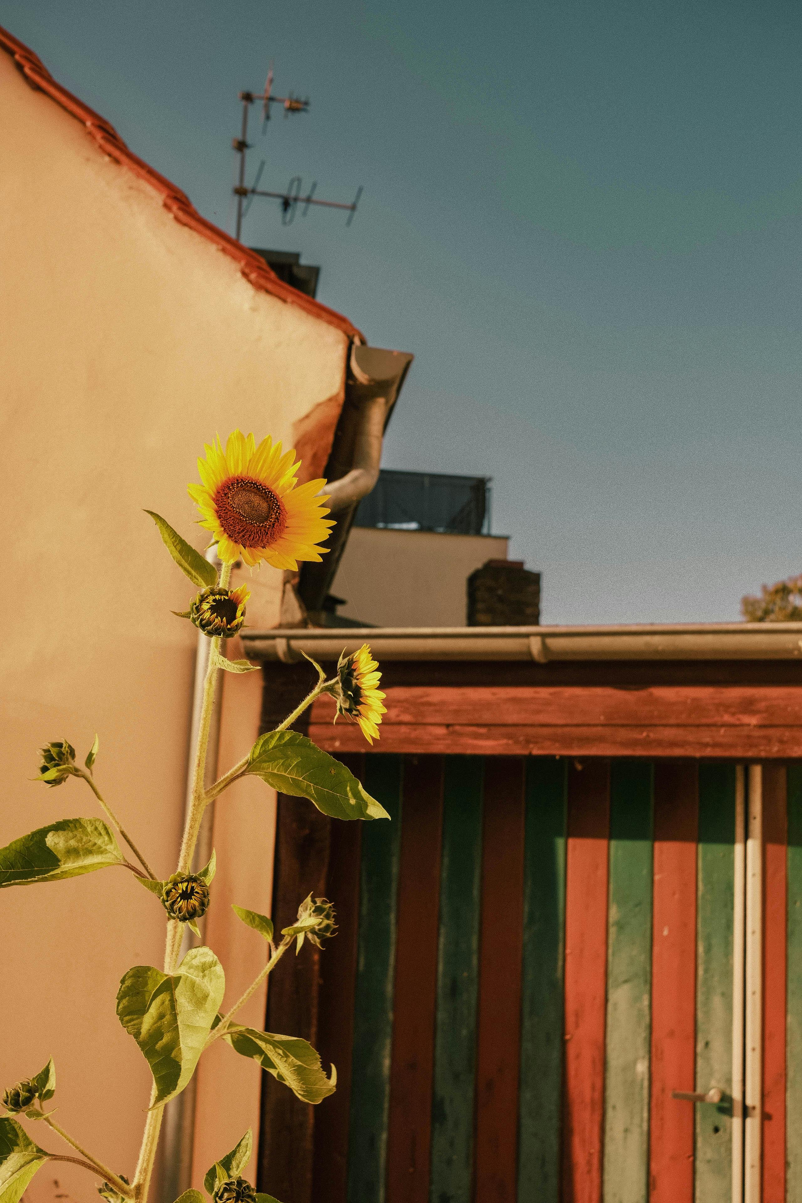 A sunflower stands tall beside a colorful shed under a clear blue sky in Werder, Germany.